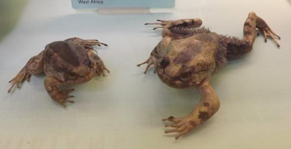 Hairy Frogs - Imiona i zdjęcia - Charakterystyka włochatej żaby (Trichobatrachus robustus)