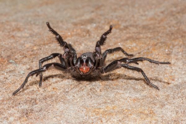 Rodzaje jadowitych pająków - 1. Pająk lejkowaty (Atrax robustus)