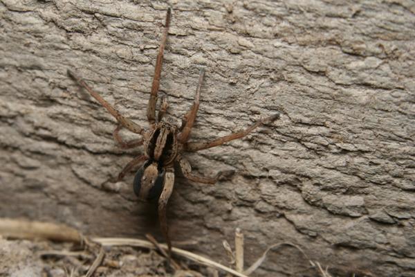 Rodzaje trujących pająków - 5. Wilczy pająk (Lycosa erythrognatha)