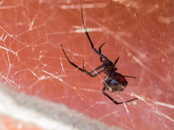Rodzaje jadowitych pająków - 3. Czarna wdowa (Latrodectus mactans)