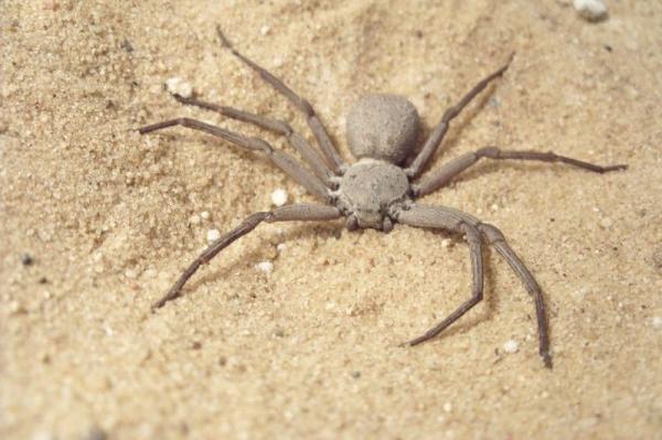 Rodzaje trujących pająków - 6. 6-oki pająk piaskowy (Sicarius terrosus)