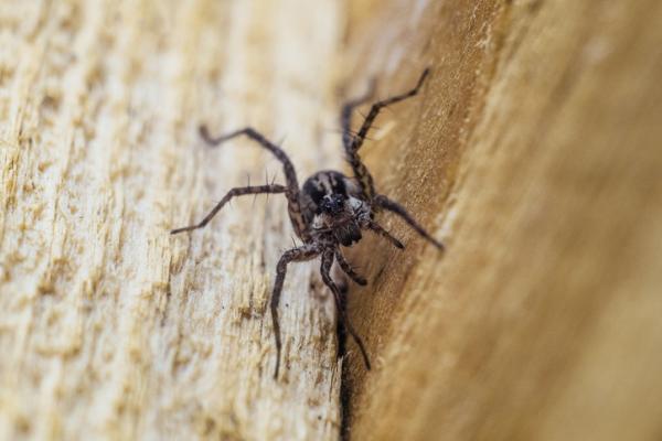 Rodzaje jadowitych pająków - 9. Samotnik brunatny (Loxosceles reclusa)