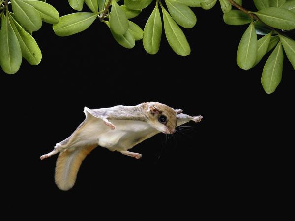 Latające ssaki - przykłady, cechy i zdjęcia - Latająca wiewiórka południowa (Glaucomys volans)