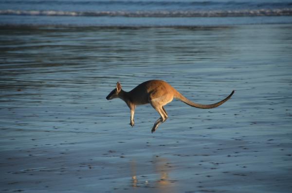 Jak wysoko może skoczyć kangur?  - Długość i wysokość skoków kangura
