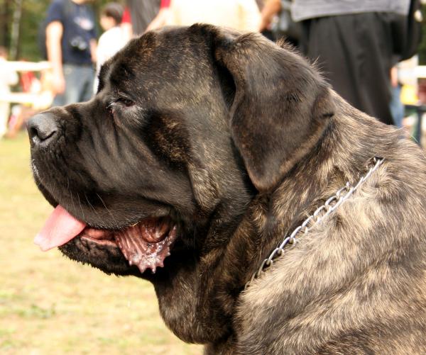Jaki jest najsilniejszy pies na świecie?  - Najsilniejszy pies według wagi i wielkości