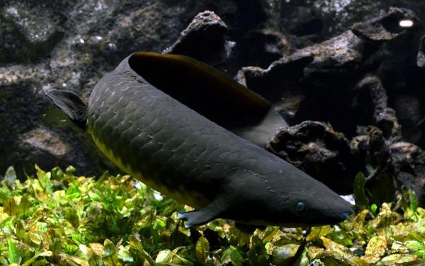 Ryba dwudyszna - Charakterystyka i przykłady - Ryba dwudyszna z Queensland