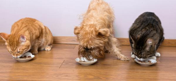 5 wskazówek dotyczących współistnienia psów i kotów - 4. Daj im jedzenie w osobnych miejscach