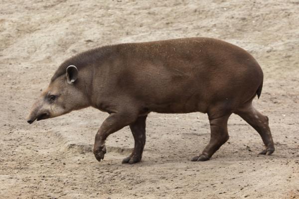 Zwierzęta na literę D - 4. Tapir (Tapirus pinchaque)