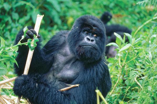 Typy goryli - Czym różnią się różne gatunki goryli?