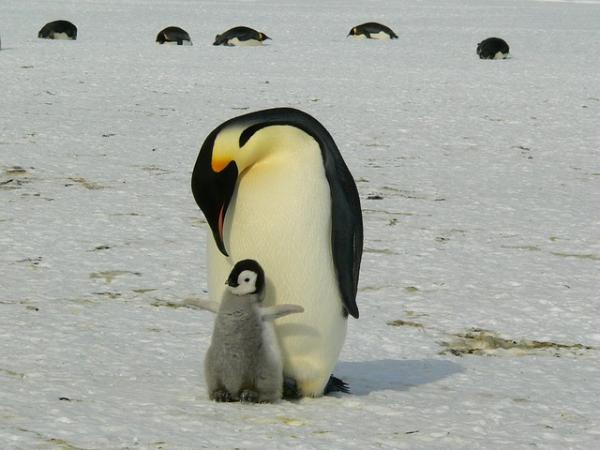 Top 10 rodziców w królestwie zwierząt - 1. Pingwin cesarski