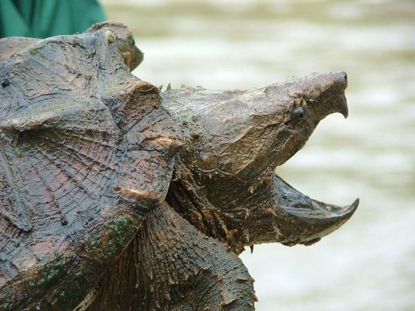 8 najniebezpieczniejszych gadów na świecie - 8. Żółw aligatorowy (Macrochelys temminckii)