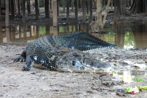 8 najniebezpieczniejszych gadów na świecie - 6. Aligator lub czarny krokodyl (Melanosuchus niger) 