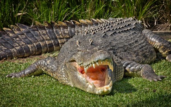 8 najniebezpieczniejszych gadów na świecie - 5. Krokodyl różańcowy (Crocodylus porosus)