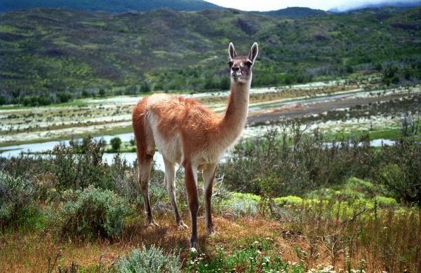Rodzime zwierzęta Chile - Zwierzęta północnej strefy Chile: guanako