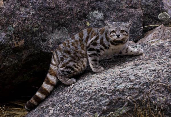 Rodzime zwierzęta Chile - Zwierzęta północnej strefy Chile: kot andyjski