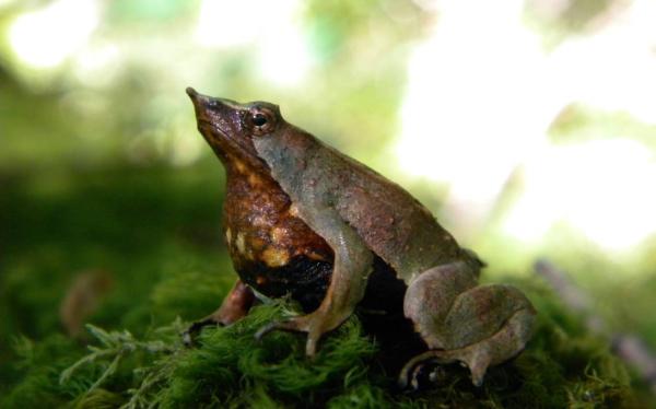 Rodzime zwierzęta Chile - Zwierzęta zagrożone wyginięciem w Chile: żaba Darwina