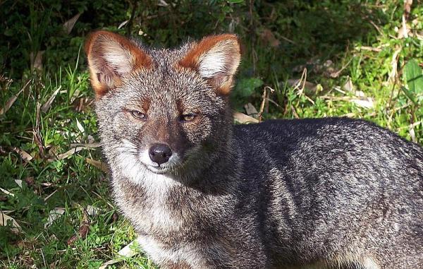 Rodzime zwierzęta Chile - Zwierzęta z południowej strefy Chile: chilote fox