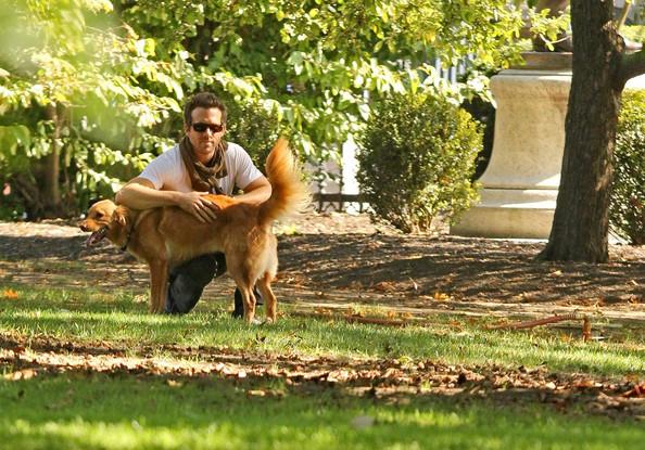 10 najlepszych celebrytów, którzy adoptowali psy — 5. Ryan Reynolds