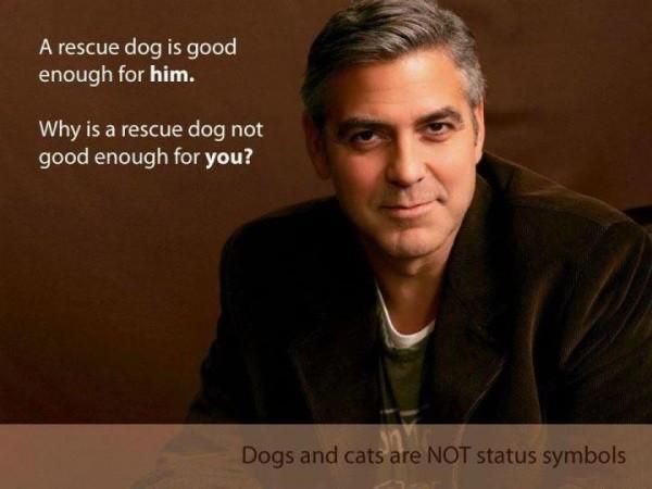 10 najlepszych gwiazd, które adoptowały psy — 3. George Clooney