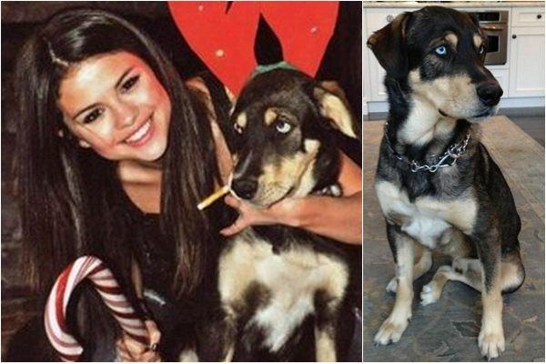10 najlepszych gwiazd, które adoptowały psy - 4. Selena Gomez