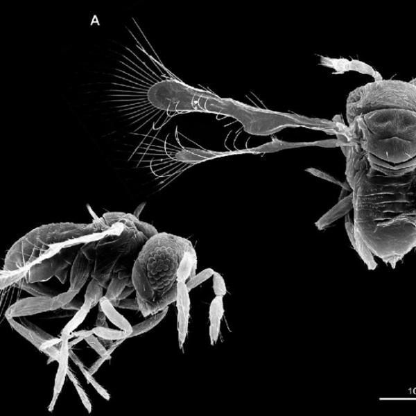 10 najmniejszych owadów na świecie - Megaphragma caribea