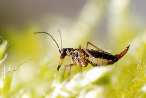 10 najmniejszych owadów na świecie - Boreidos
