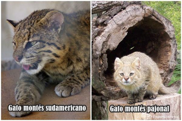 Rodzaje dzikich kotów — południowoamerykańskie dzikie koty