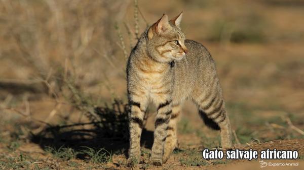 Rodzaje dzikich kotów - dziki kot afrykański