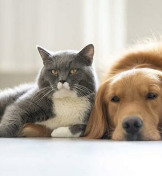 5 wskazowek dotyczacych wspolistnienia psow i kotow