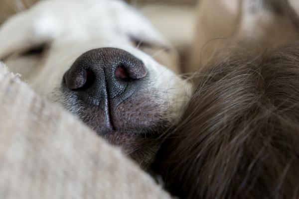 6 powodow dla ktorych Twoj pies spi z Toba