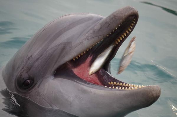 Co jedza delfiny