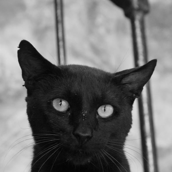 Dlaczego czarne koty kojarza sie z pechem