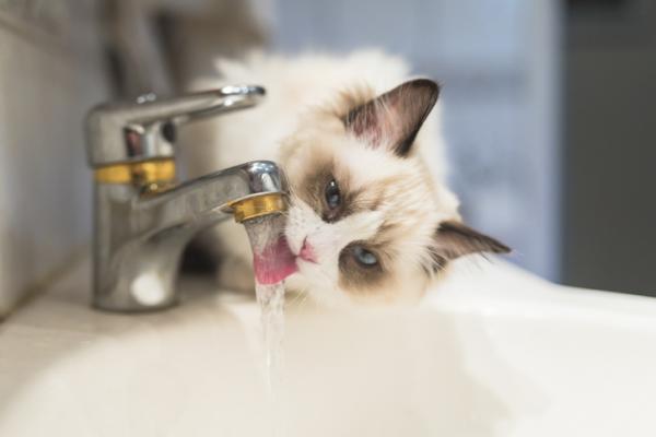 Dlaczego koty pija wode z kranu