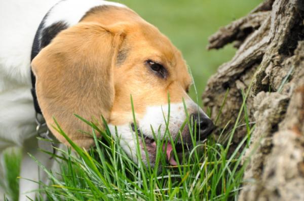 Dlaczego psy jedza trawe