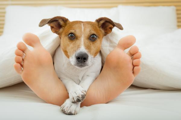Dlaczego psy lubia spac na nogach