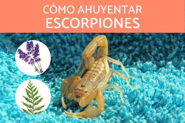 Jak odpedzic skorpiony lub skorpiony