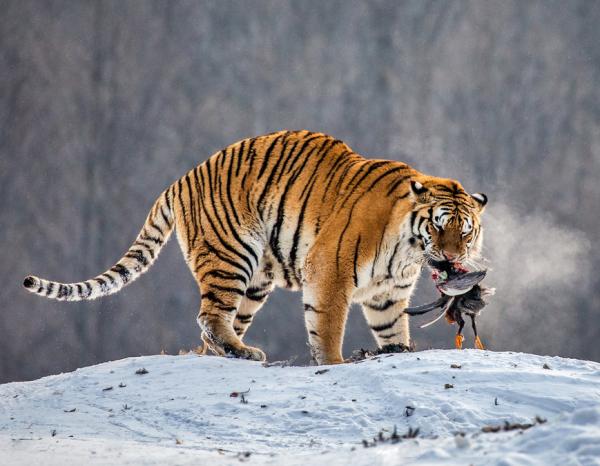 Jak poluja tygrysy