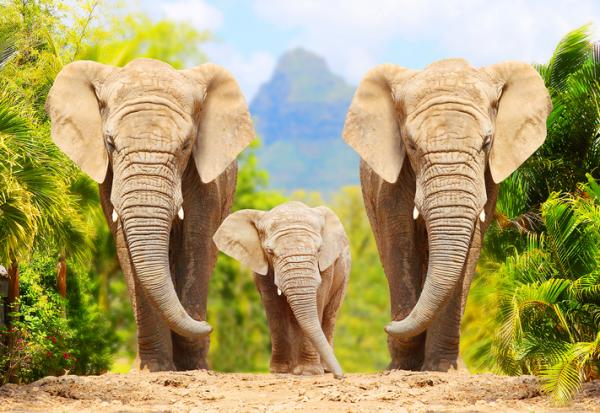 Jak rozmnazaja sie slonie