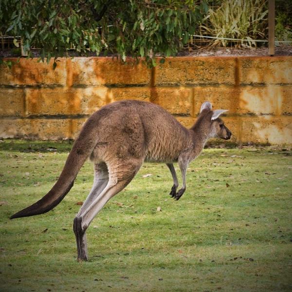 Jak wysoko moze skoczyc kangur