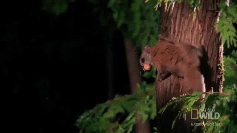 Latające ssaki - przykłady, cechy i zdjęcia - Latająca wiewiórka (Glaucomys sabrinus) 