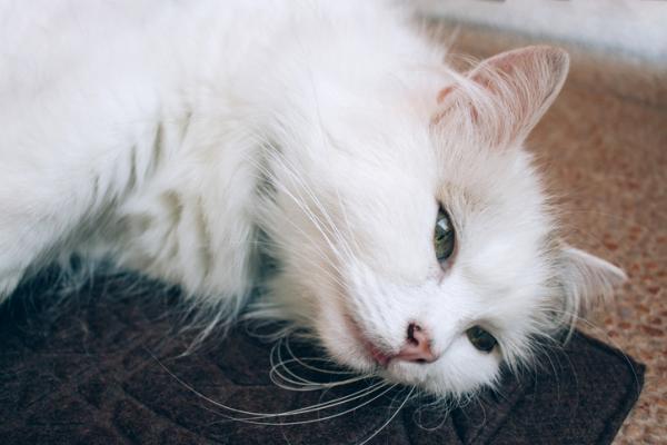 Mastocytoma u kotow objawy leczenie i rokowanie