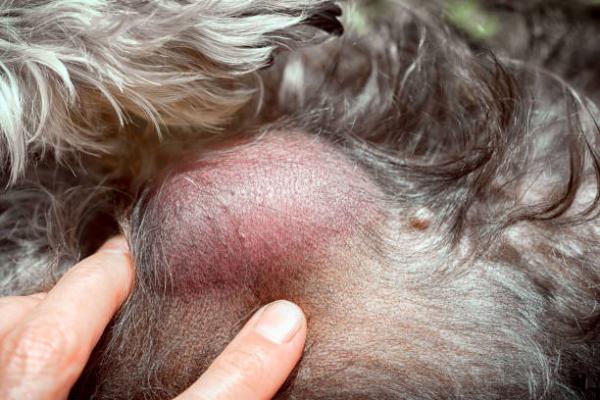 Mastocytoma u psow objawy rokowanie i leczenie