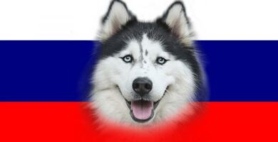 Rosyjskie rasy psow
