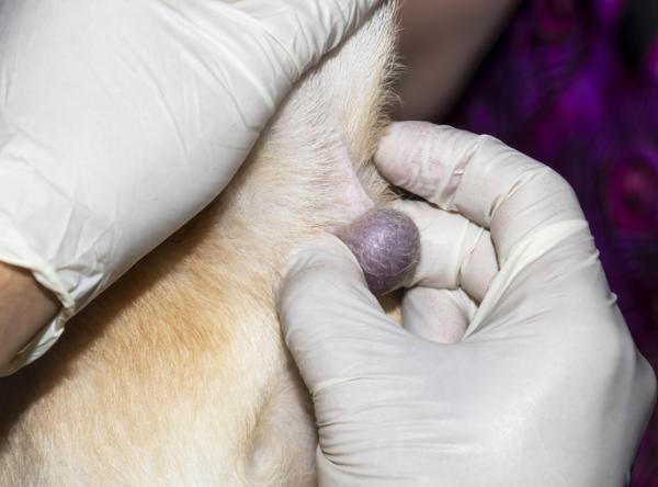 Tluszczak u psow objawy diagnoza i leczenie