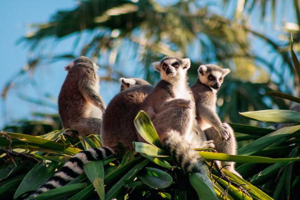 Zwierzeta z Madagaskaru