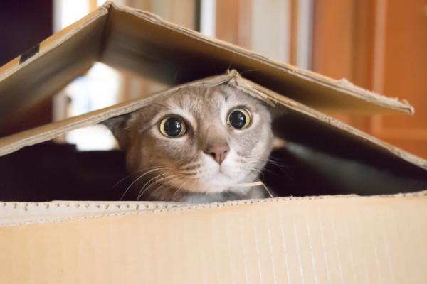 10 rzeczy ktorych nie wiedziales o kotach