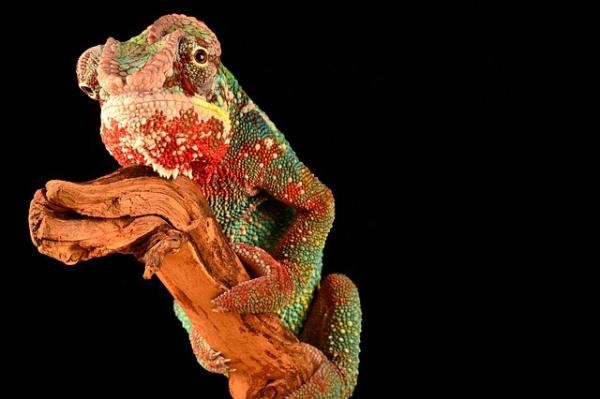 Ciekawostki o kameleonach - fascynująca zmiana koloru