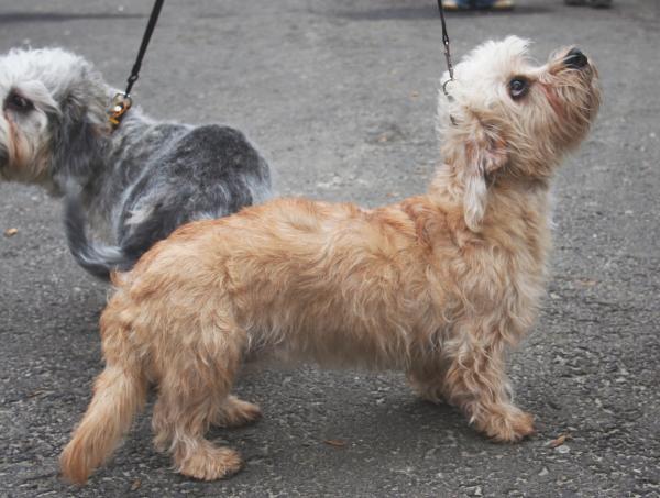 15 niezwykłych ras psów - Dandie Dinmont Terrier