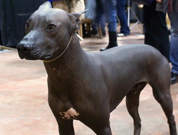 15 niezwykłych ras psów — nagi pies meksykański
