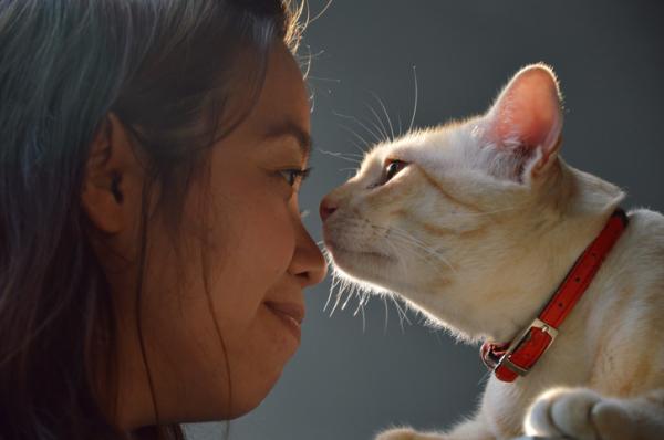 Dlaczego mój kot ociera się twarzą o moją?  - Dlaczego mój kot ociera nos o mój?